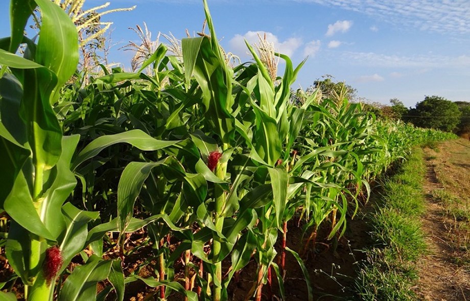 Zambia’s 2018 maize production to fall about 34 percent AgencyWire
