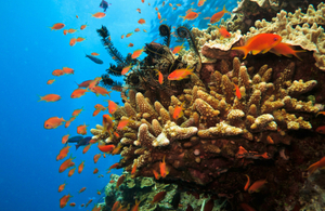 UK pledges protection for corals