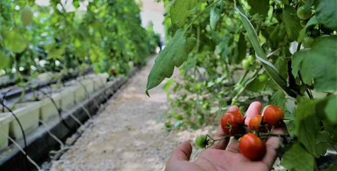 Future food security is about exploring non-traditional crops and breakthrough technologies 