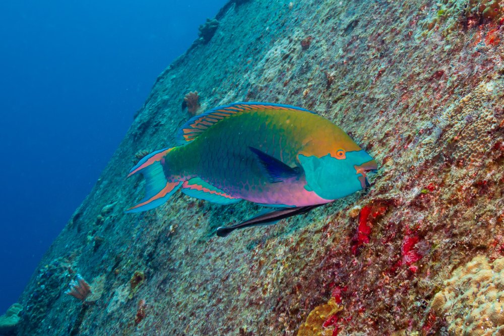 Parrotfish are key to save coral reefs of Providencia, Colombia