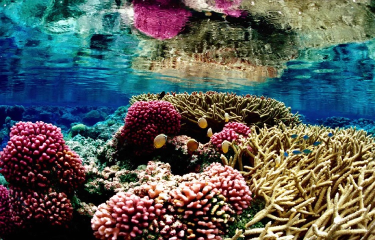 Loss of Coral reef may double flood damages worldwide, study