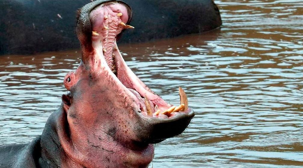 Hippo kills Taiwan tourist visiting Kenyan lake