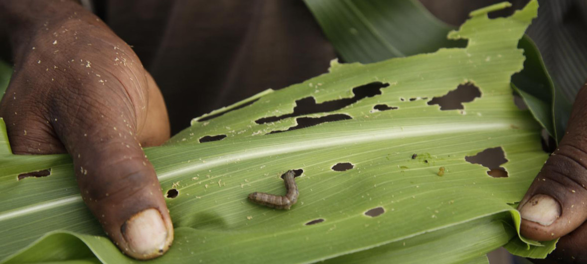 Fall Armyworm likely to spread more, warns FAO 