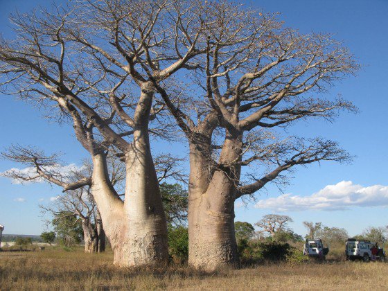 Climate change causing extinction of trees in Africa