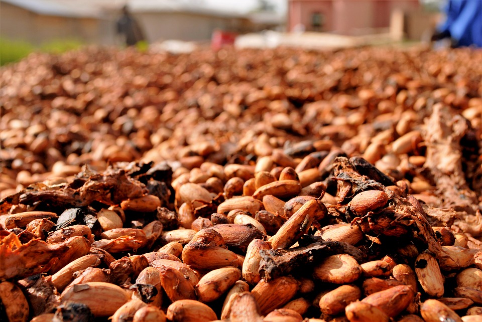Prevention of cocoa deforestation face multiple hurdles