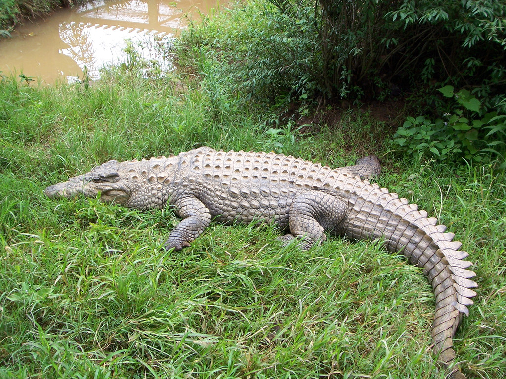 Don't allow culling of crocodiles in Andamans and Nicobar islands: Animal  body | Agency-Wire