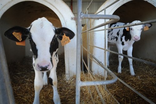 Milk plant in Ludhiana raided over complaints of irregularities 