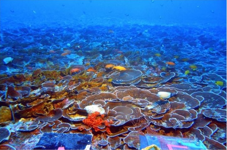 Deep Coral Reefs far away from being Twilight Zone
