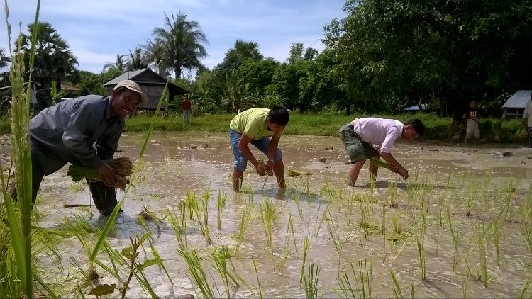 IFC and Mars Food to promote sustainable rice production in Cambodia