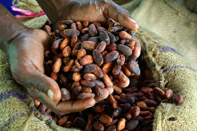 Ivory Coast's government wants to establish a resilient and sustainable cocoa economy