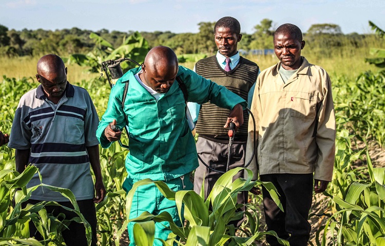 Researchers urge government to adopt genetically modified seeds to fight armyworm