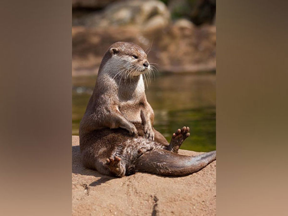 US: 3 women injured in rare otter attack in Montana's Jefferson River ...