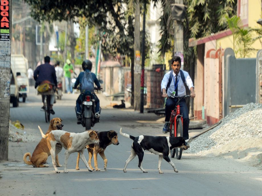 Shimla Municipal Corporation launches mass anti-Rabies vaccination for ...