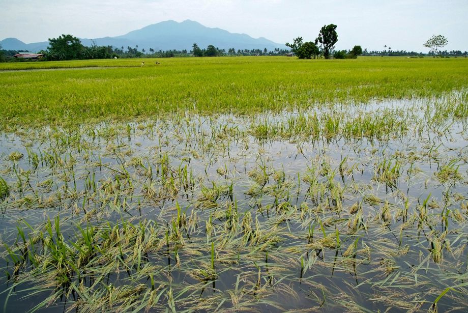 Assam Wild Rice Site Gets Biodiversity Heritage Status
