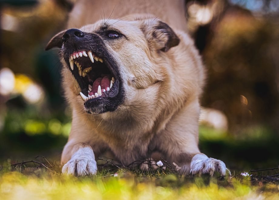 Child mauled to death by stray dogs in Hyderabad | Entertainment