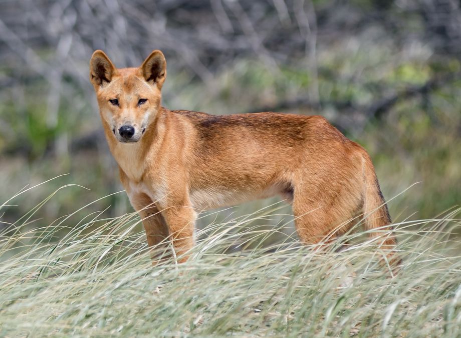 Ever wondered who would win in a fight between a dingo and a wolf? An ...