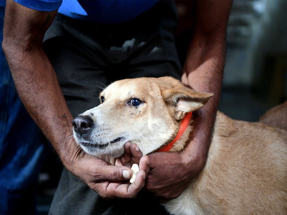 supreme-court-mandates-stray-dog-removal-addressing-public-safety