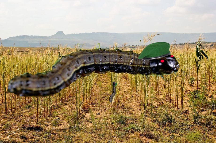 African farmers hapless as Armyworm marches through maize crops from ...