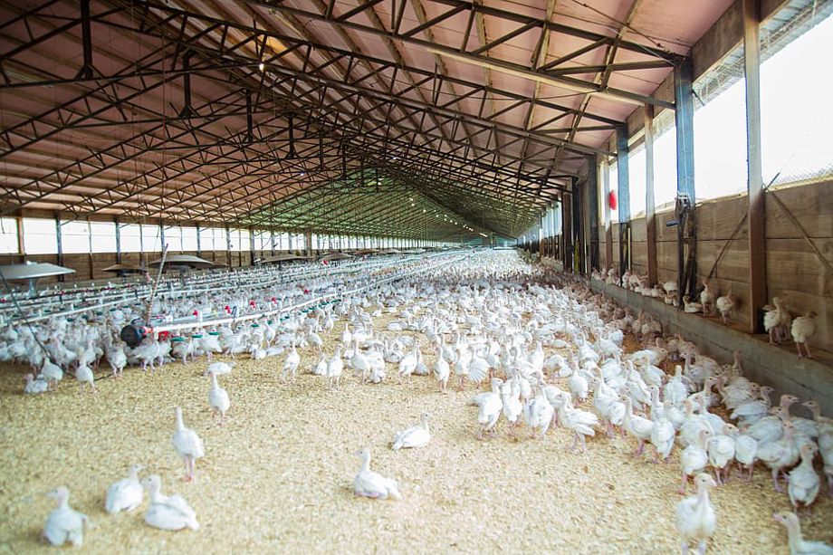 World Bank Approves m for Congo Poultry and Aquaculture