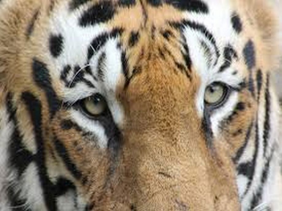 Ailing tigress from Valmiki Tiger Reserve brought to Patna Zoo for ...