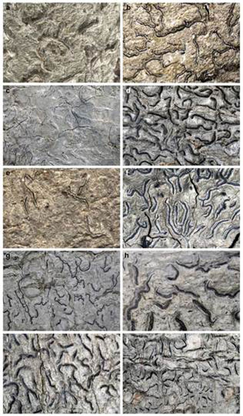 Western Ghats Yield Five New Lichen Species in Major Biodiversity Discovery