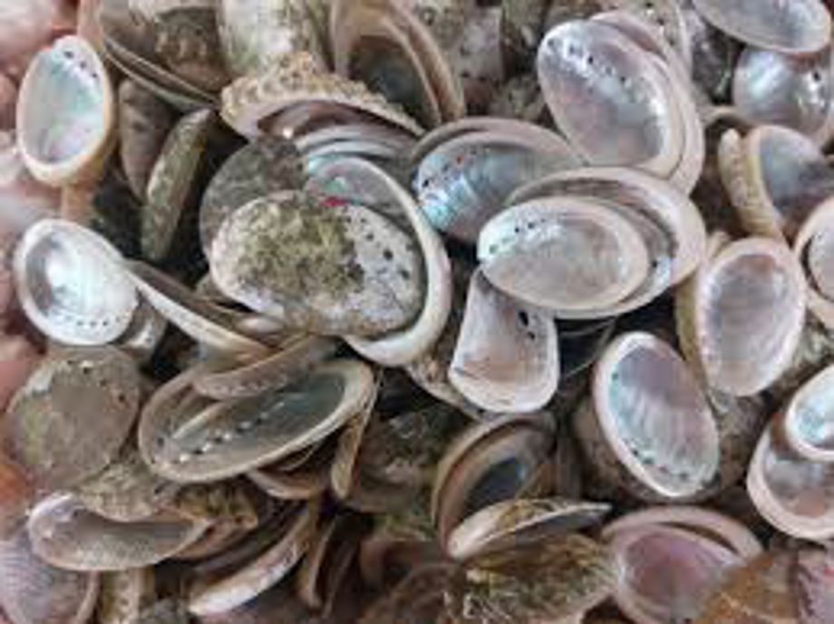 SA Slashes Abalone Catch for 2025/26 Amid Crisis, Moves to Tighten ...