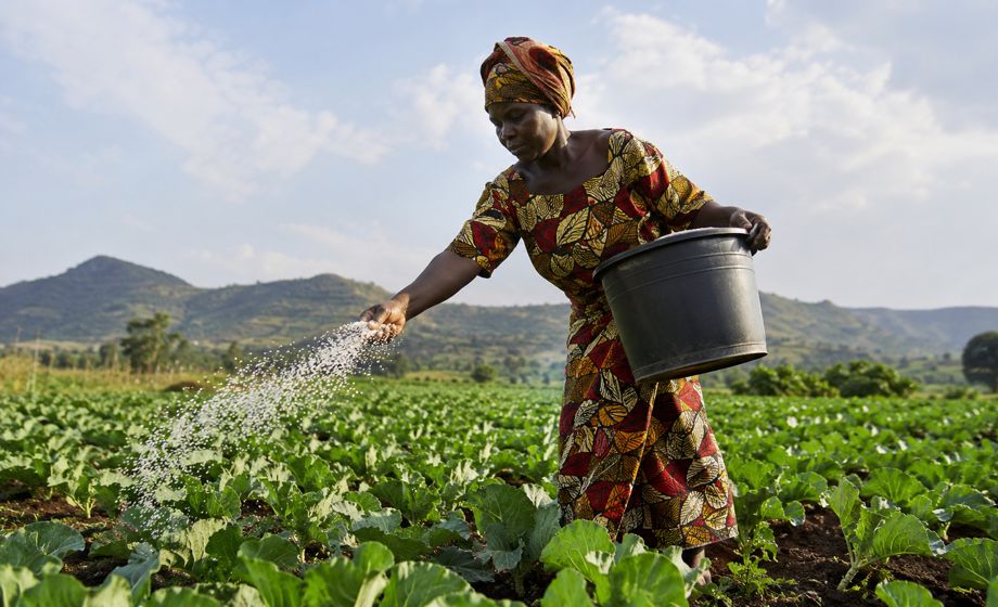 Can Africa Achieve Fertilizer Sovereignty Through Regional Markets Instead of Self-Sufficiency?