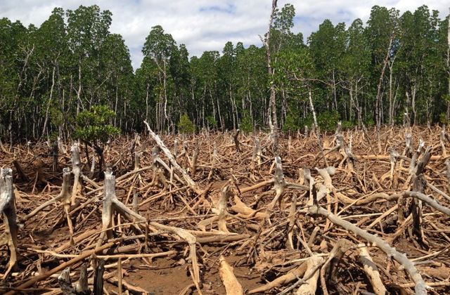 Deforestation continue to increase at alarming levels in Amazon