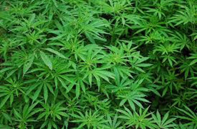 Will cannabis legalization in Malawi have positive impact on economy?