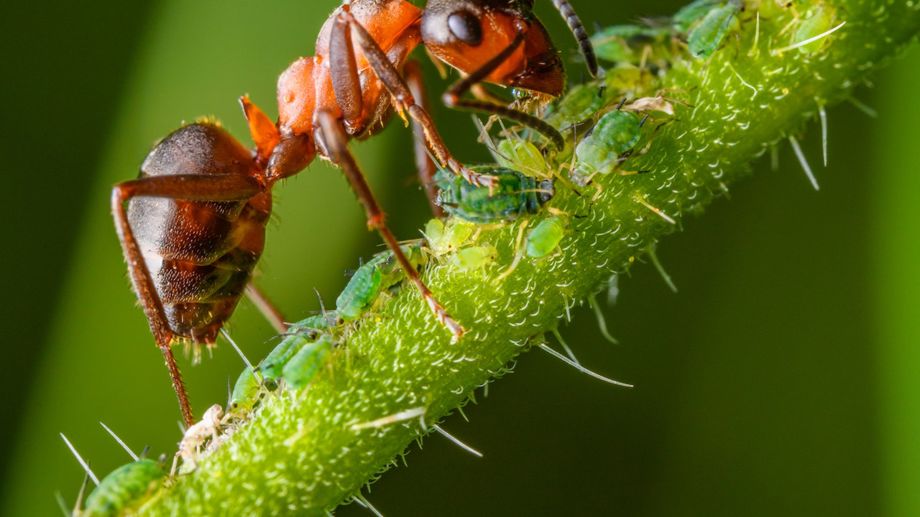 Incredible Insect Collaborations: 4 Unusual Ways They Work Together ...