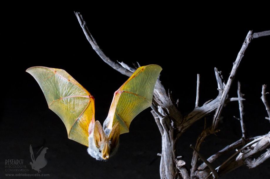 Omafra Bat Risk SPECIAL REPORT-The world's bat lands are under attack, seeding risk of ...