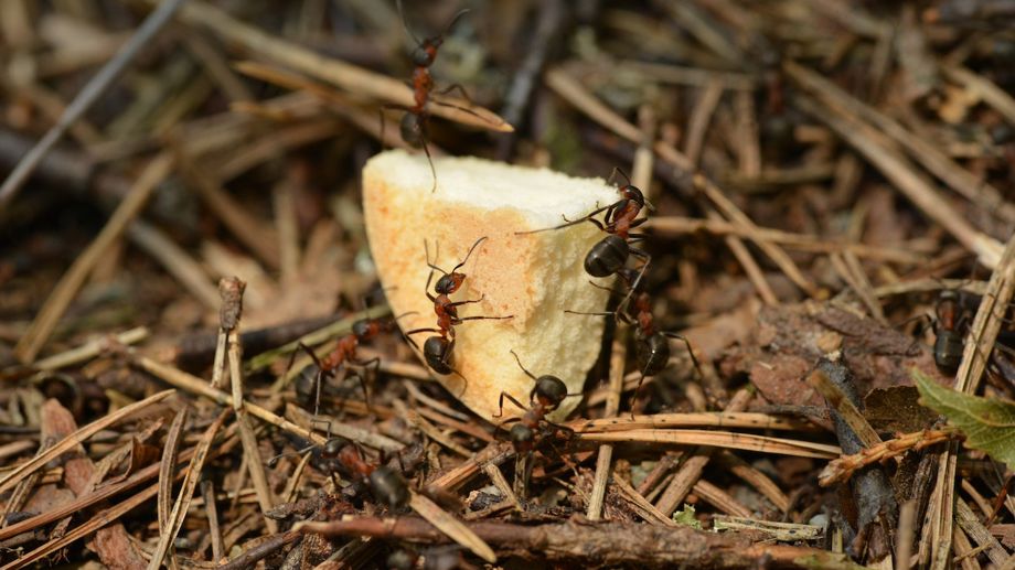 Amalgamation Insect Incredible Insect Collaborations: 4 Unusual Ways They Work Together ...