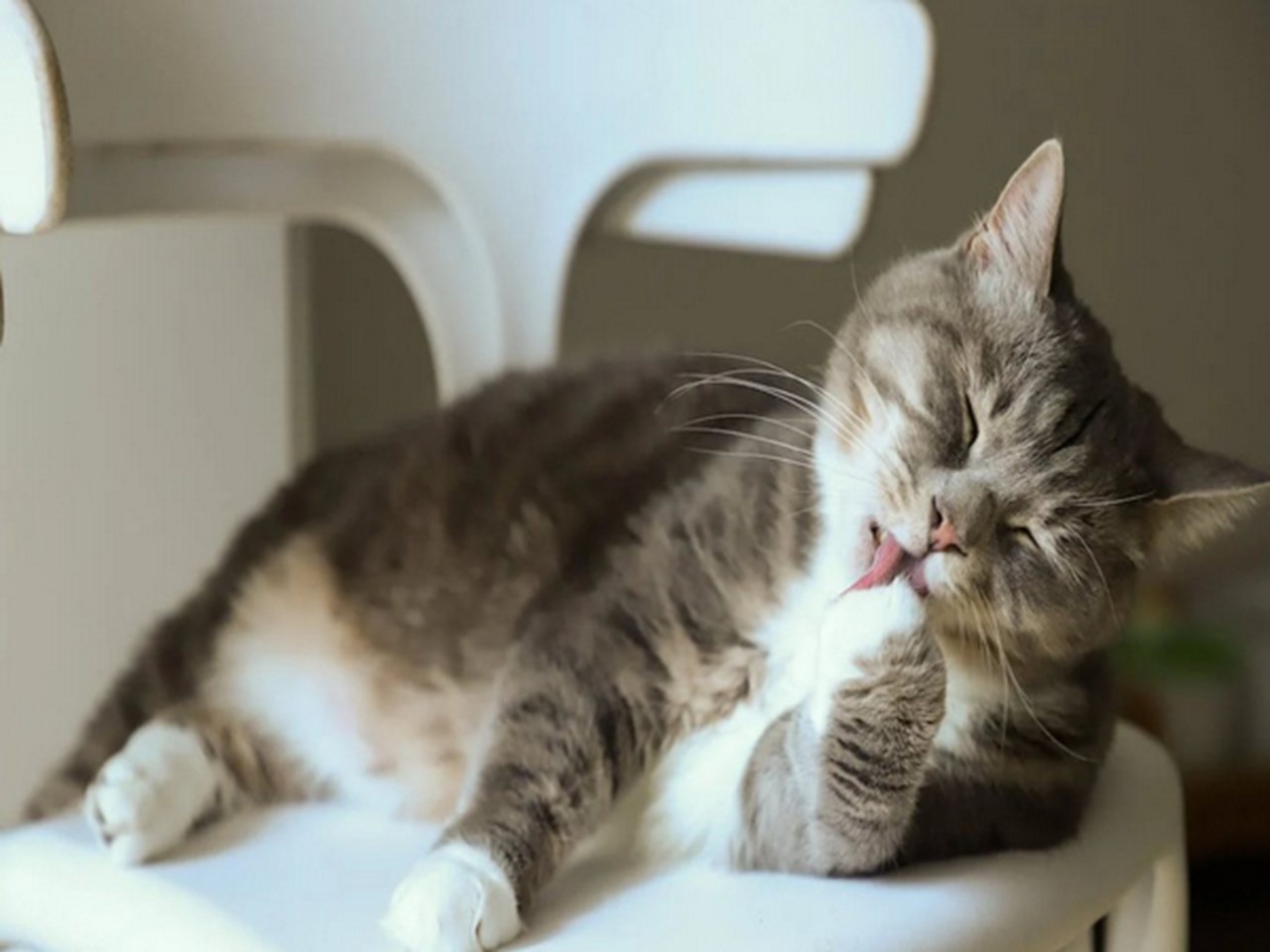 Photo of Une étude révèle comment le nez d’un chat peut détecter les odeurs de nourriture