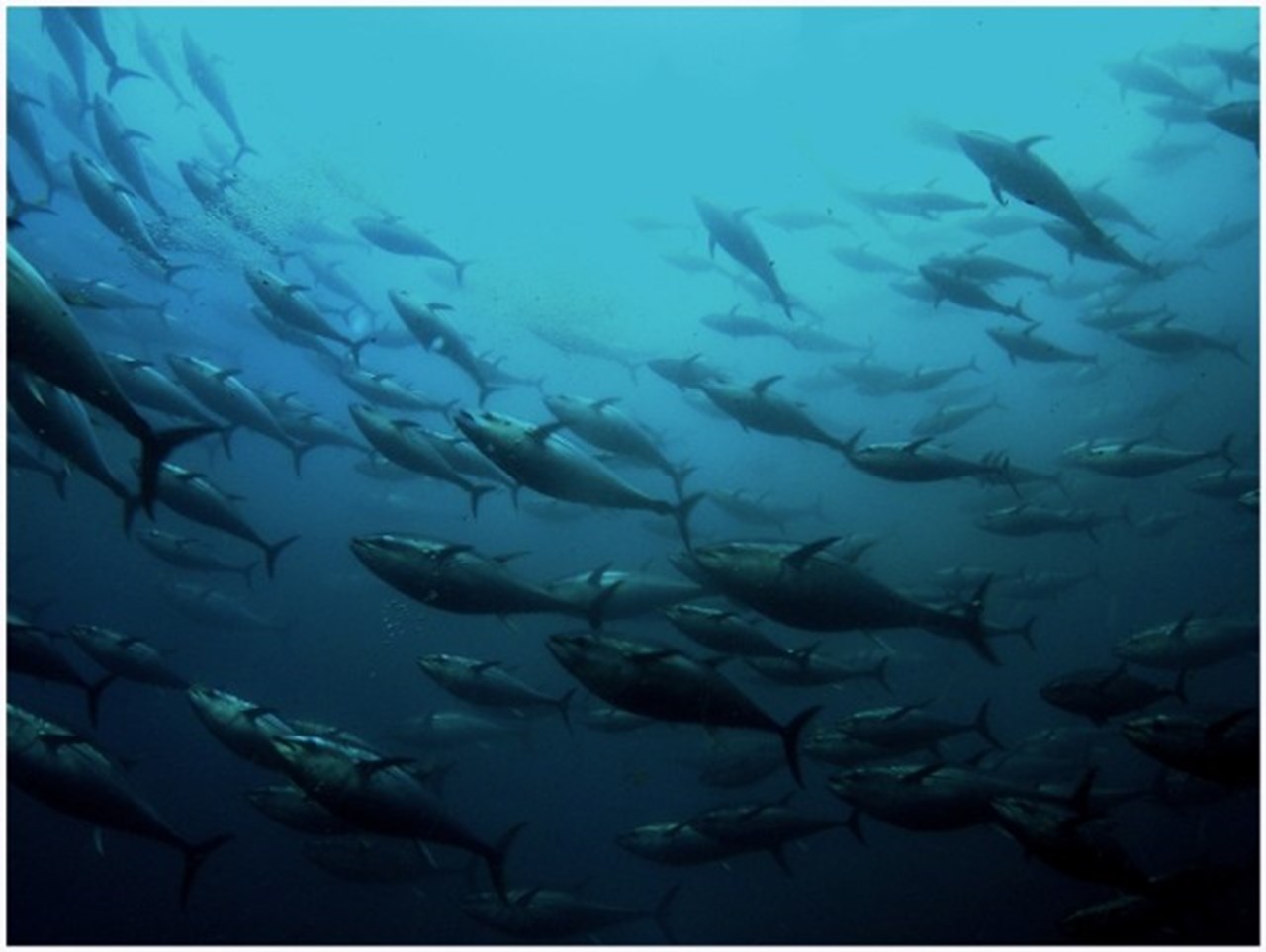 Ringkasan Berita Sains: Mengorbit Luar Angkasa untuk Menyediakan Tempat Peristirahatan yang Tidak Biasa;  Penambangan laut dalam dapat memengaruhi perikanan tuna