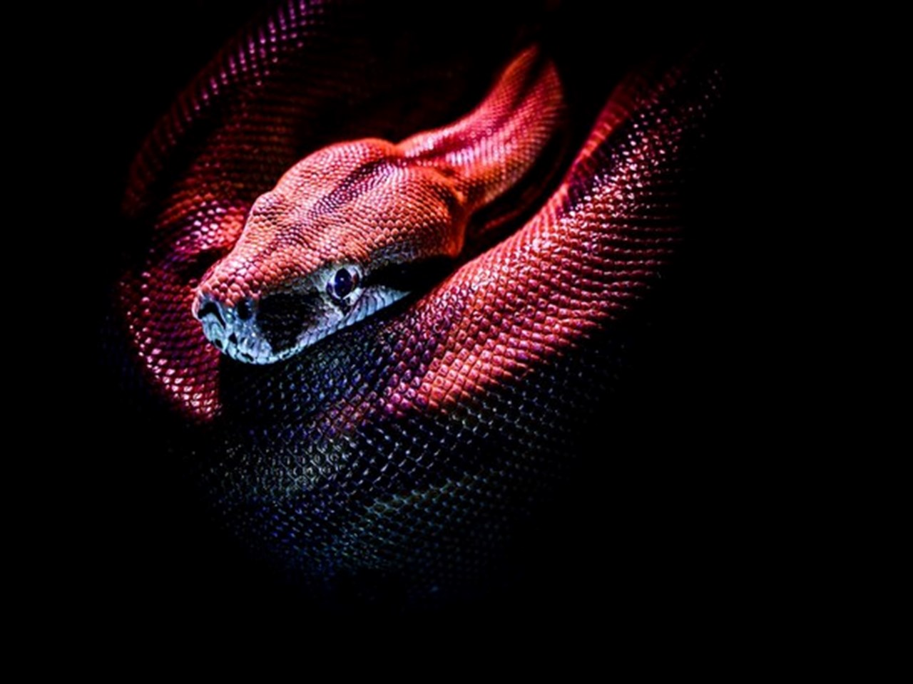 Las serpientes marinas vuelven a desarrollar su capacidad para ver los colores: estudio