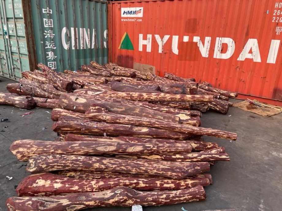 Red sanders worth Rs 5 crore seized at Chennai port Red sanders worth Rs 5 crore seized at Chennai port