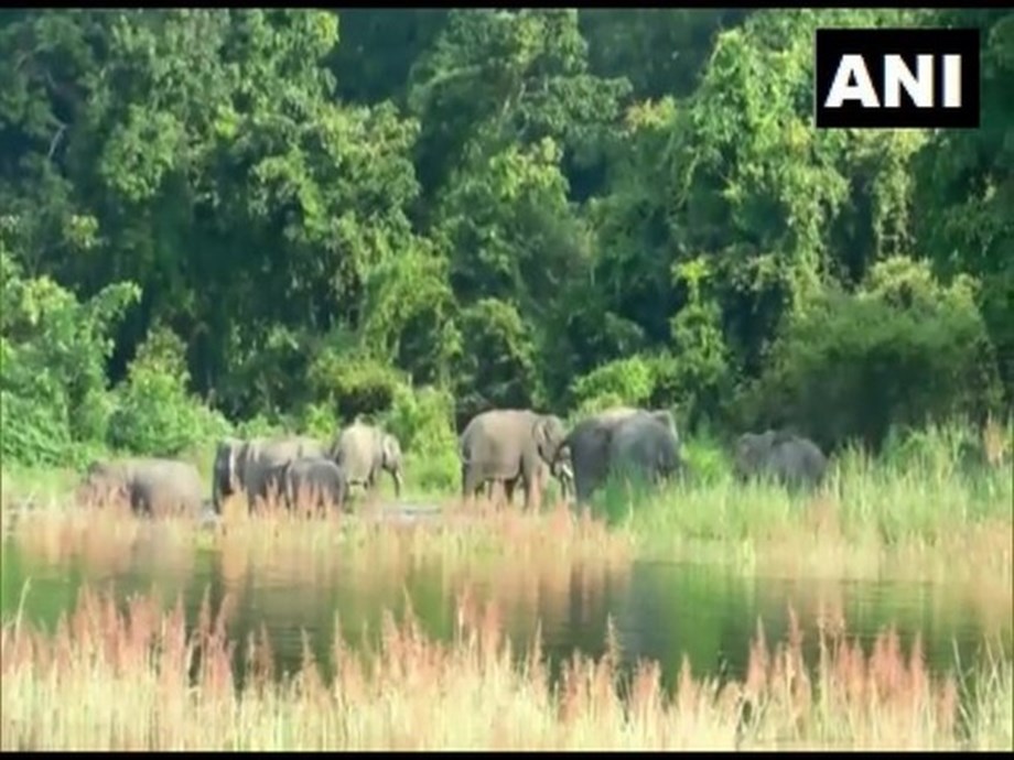 Assam: Kaziranga National Park in Assam takes steps to help animals survive the harsh winter.

 | Media Pyro