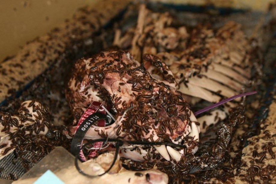 From saunas to flesh-eating bugs: great long reads of 2021 From saunas to flesh-eating bugs: great long reads of 2021