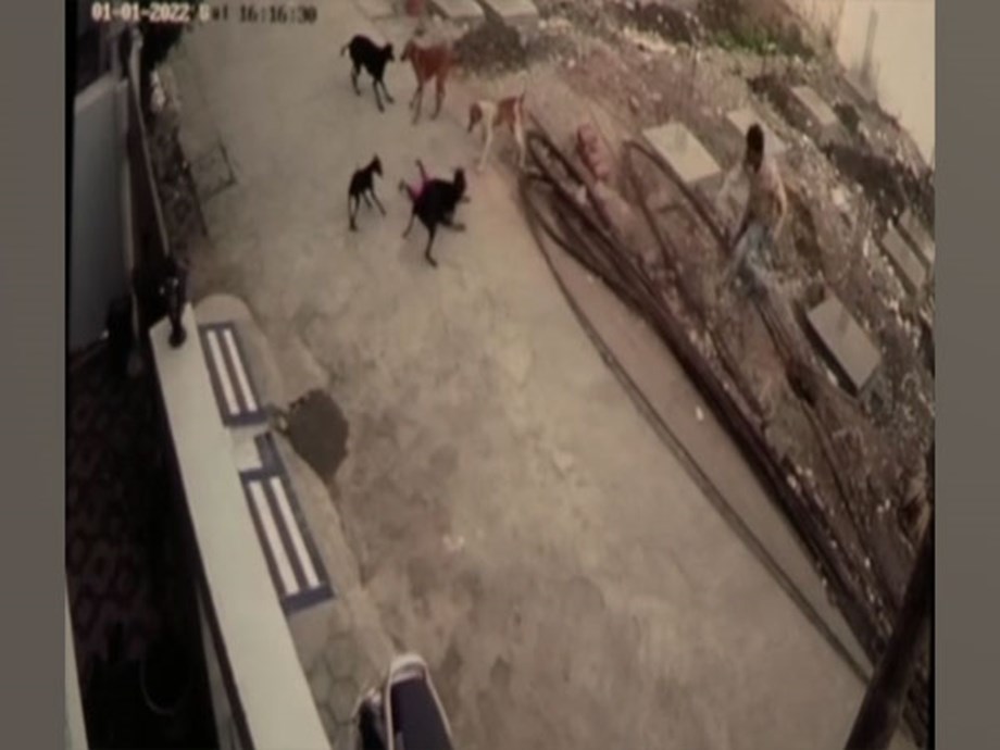 MP: Four-year-old girl dragged, bitten by stray dogs in Bhopal MP: Four-year-old girl dragged, bitten by stray dogs in Bhopal