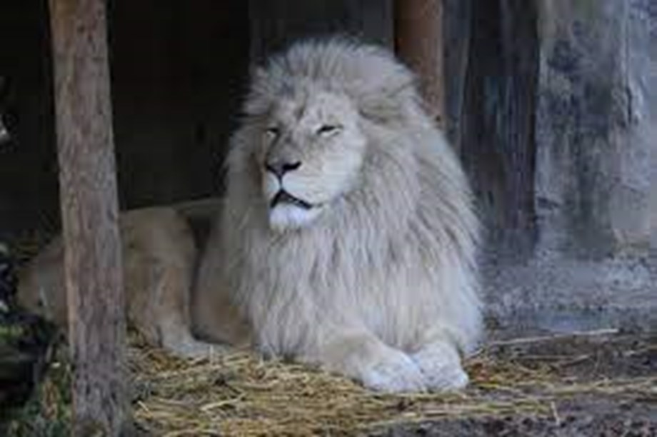 En medio de la crisis, leones blancos despiertan entusiasmo por el zoológico de la capital venezolana