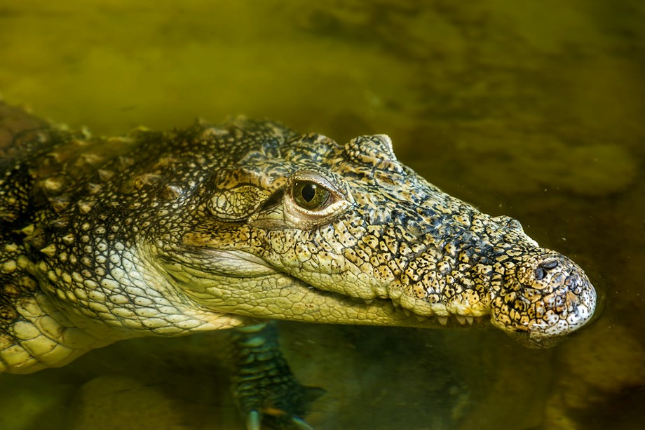 Odd News Roundup: In age-old ritual, Mexican mayor weds alligator to secure abundance Odd News Roundup: In age-old ritual, Mexican mayor weds alligator to secure abundance