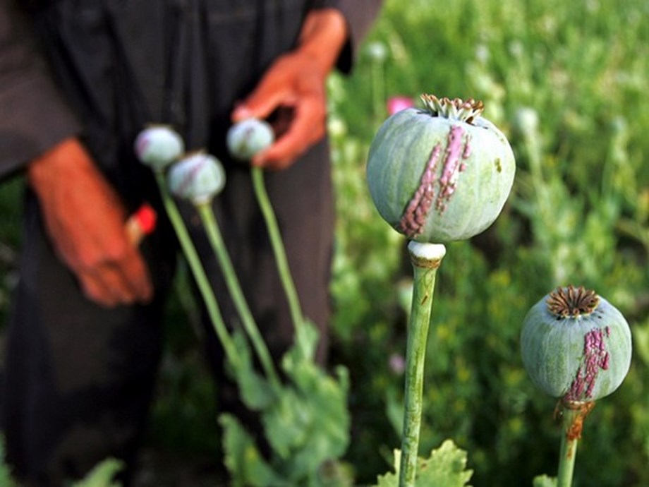 Taliban hide details of drug trade revenue amid financial crisis in Afghanistan: Report Taliban hide details of drug trade revenue amid financial crisis in Afghanistan: Report