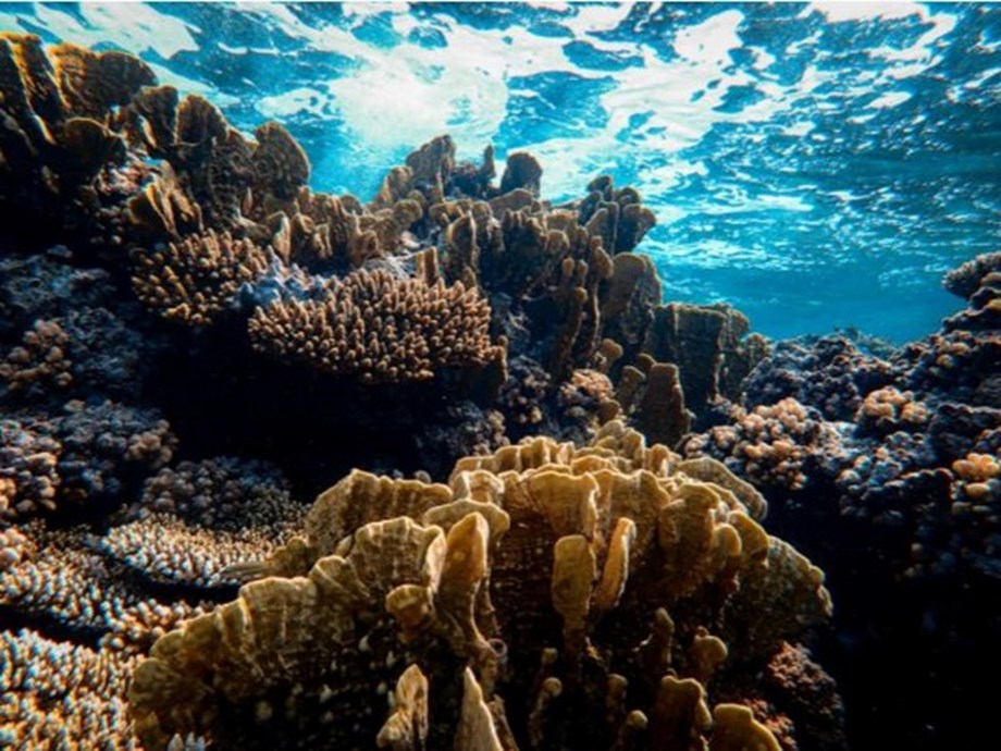 Environmental DNA could measure coral reef biodiversity more accurately: Study Environmental DNA could measure coral reef biodiversity more accurately: Study
