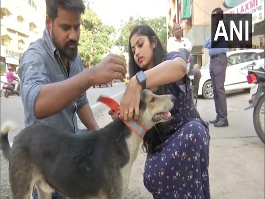 With fluorescent collars, this Hyderabad-based NGO is trying to save stray animals With fluorescent collars, this Hyderabad-based NGO is trying to save stray animals