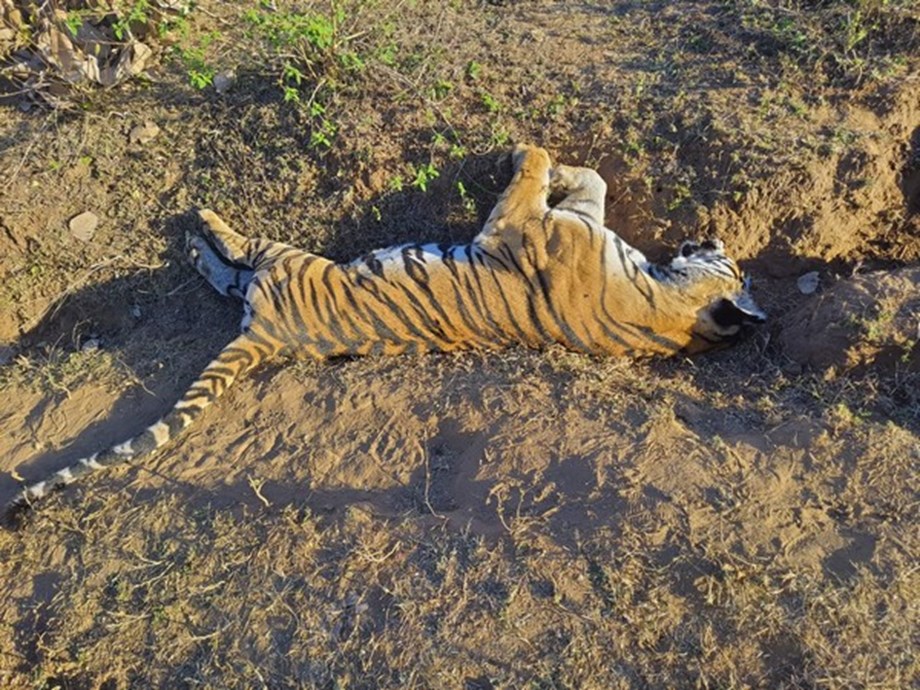 Madhya Pradesh: Tiger found dead in Umaria, probe on Madhya Pradesh: Tiger found dead in Umaria, probe on