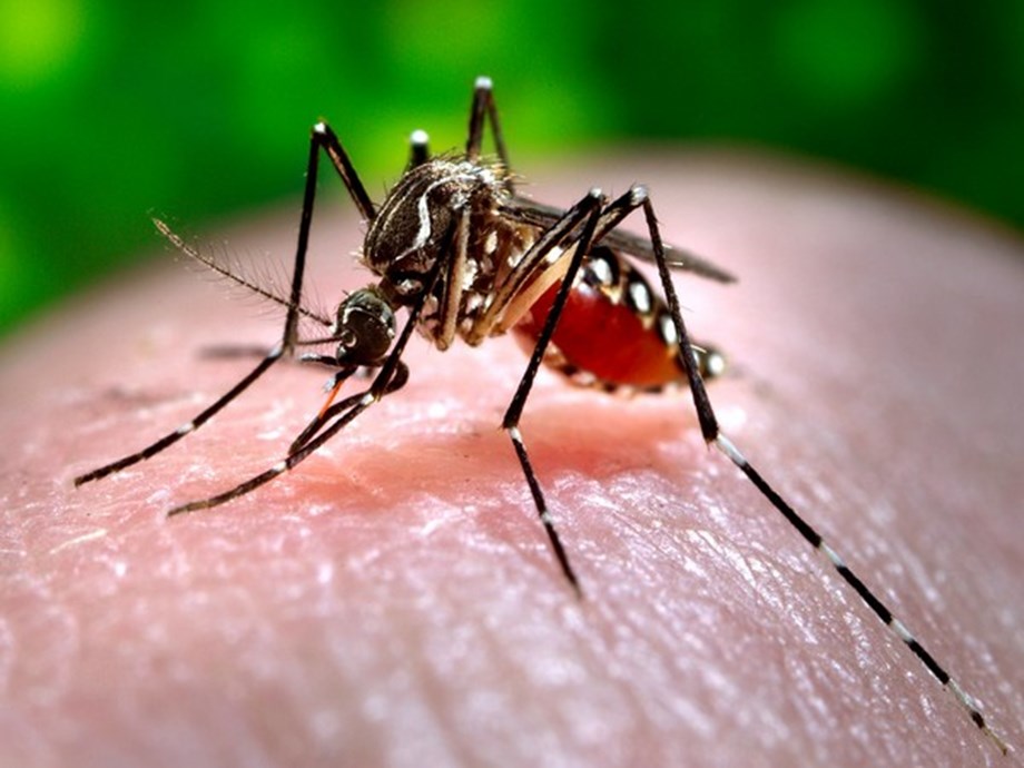 Dengue spreads in Lucknow with 21 active cases Dengue spreads in Lucknow with 21 active cases