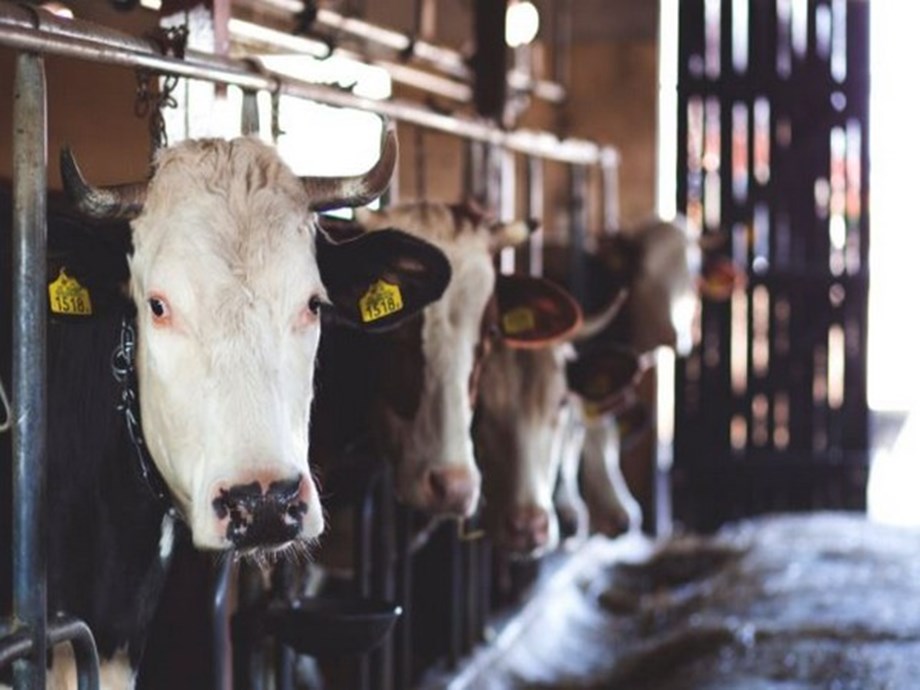 NDDB donates for cattle feed procurement in flood-hit Assam NDDB donates for cattle feed procurement in flood-hit Assam