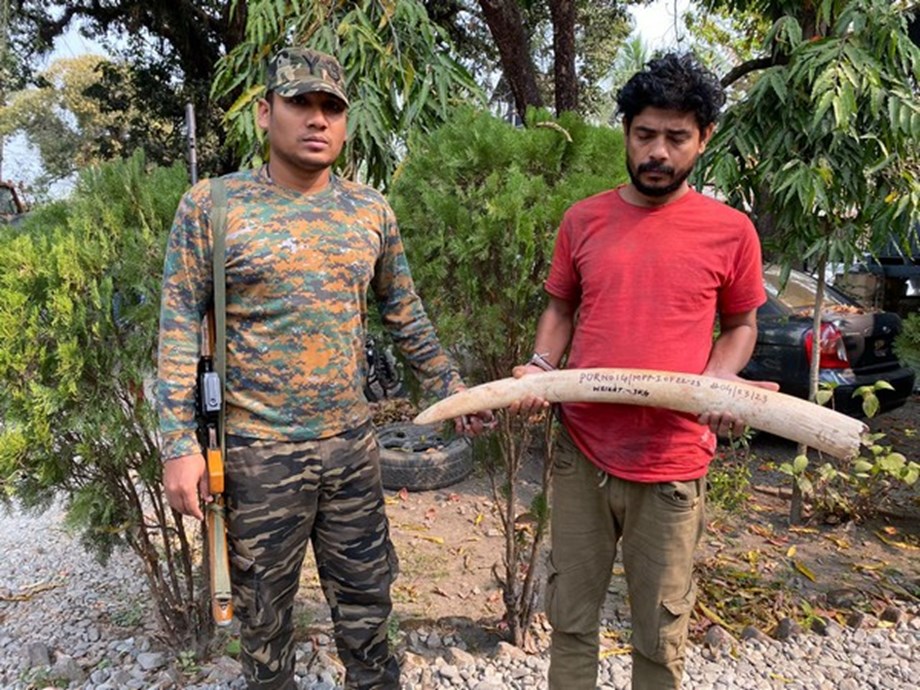 West Bengal: Forest officials foil smuggling bid, 3 kgs of elephant ivory seized, 1 held West Bengal: Forest officials foil smuggling bid, 3 kgs of elephant ivory seized, 1 held