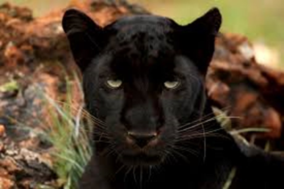 Black panther rescued from Goa village kept under observation at zoo Black panther rescued from Goa village kept under observation at zoo