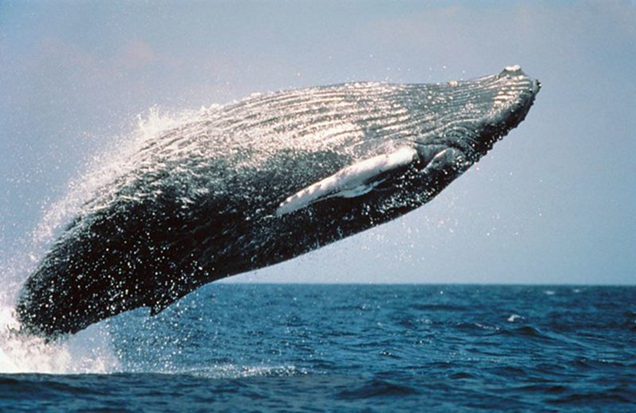 Australian humpback whales are singing less and fighting more. Should we be worried? Australian humpback whales are singing less and fighting more. Should we be worried?